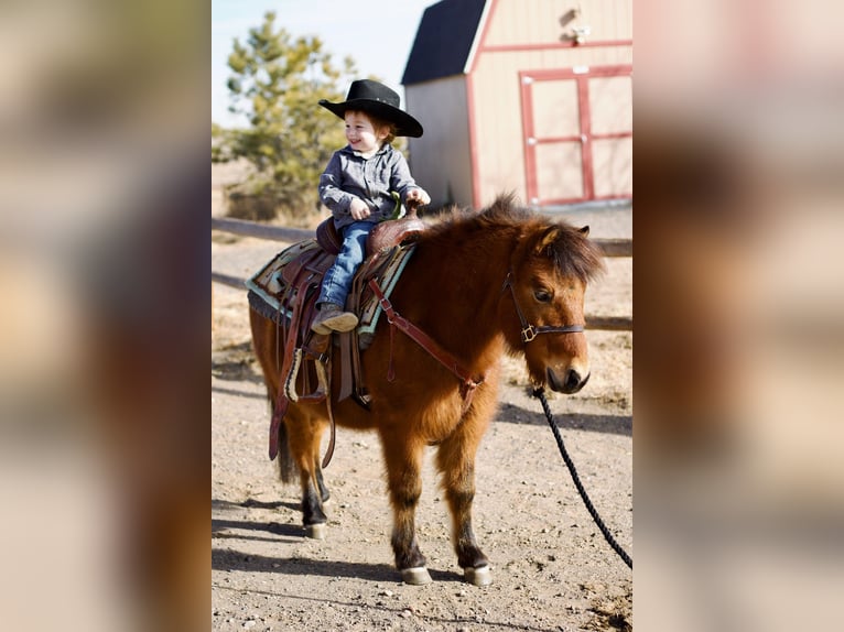 Poneys Shetland Croisé Hongre 13 Ans 109 cm Bai cerise in Fort Collins