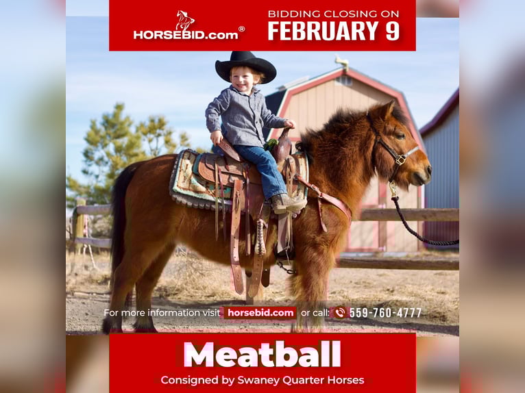 Poneys Shetland Croisé Hongre 13 Ans 109 cm Bai cerise in Fort Collins