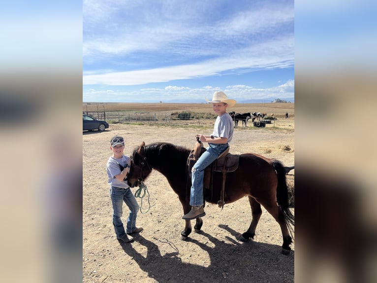 Poneys Shetland Croisé Hongre 13 Ans 109 cm Bai cerise in Fort Collins
