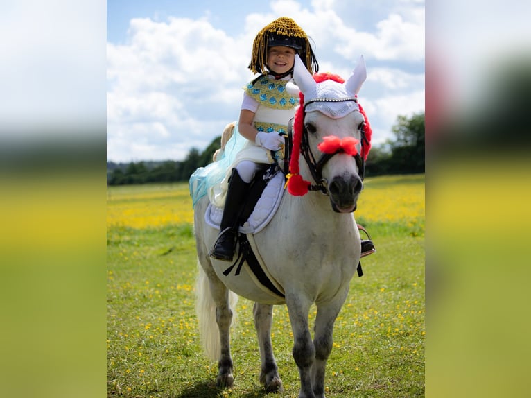 Poneys Shetland Hongre 13 Ans 110 cm Gris pommelé in Poppenricht