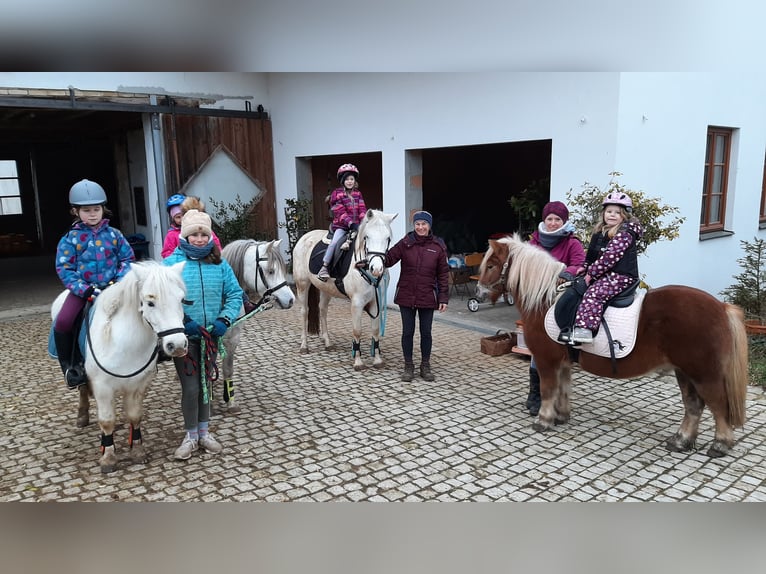 Poneys Shetland Hongre 13 Ans 110 cm Léopard in Daiting