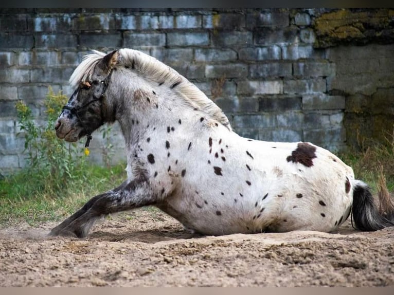 Poneys Shetland Hongre 13 Ans 110 cm Léopard in Garby