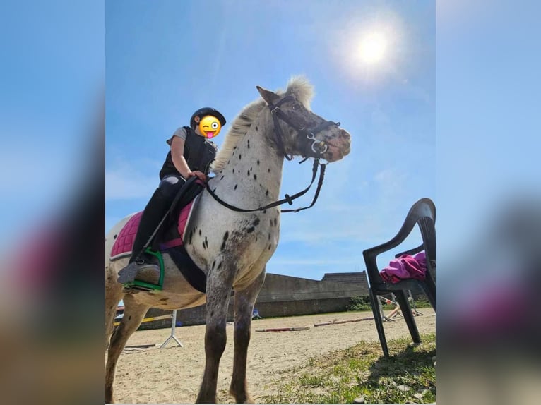 Poneys Shetland Hongre 13 Ans 110 cm Léopard in Garby