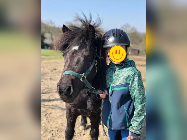 Poneys Shetland Hongre 13 Ans 110 cm Noir in Boppard Poneys Shetland Hongre 13 Ans 110 cm Noir in Boppard