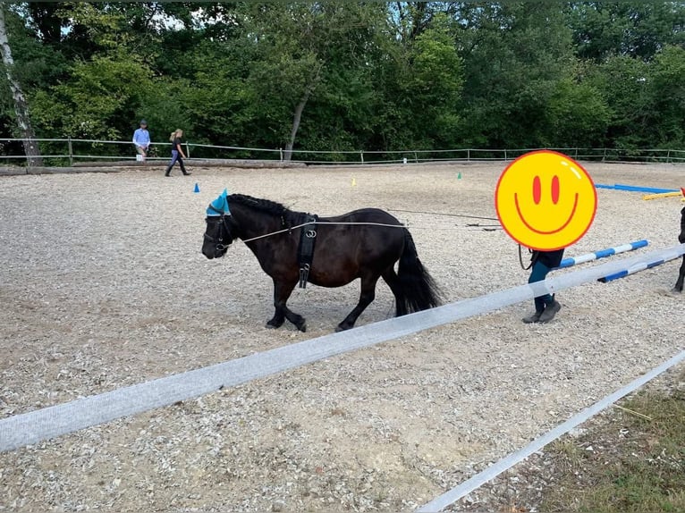 Poneys Shetland Hongre 13 Ans 110 cm Noir in Boppard Poneys Shetland Hongre 13 Ans 110 cm Noir in Boppard