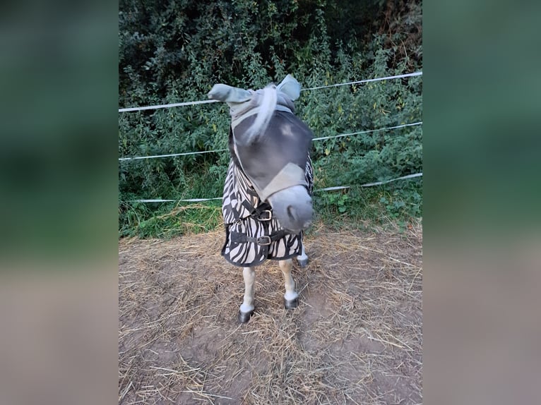 Poneys Shetland Hongre 13 Ans 95 cm Gris in Grettstadt