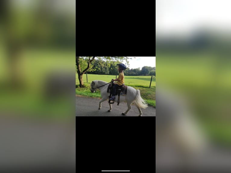 Poneys Shetland Hongre 14 Ans 103 cm Gris in Mettingen