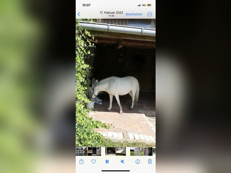 Poneys Shetland Hongre 14 Ans 103 cm Gris in Mettingen