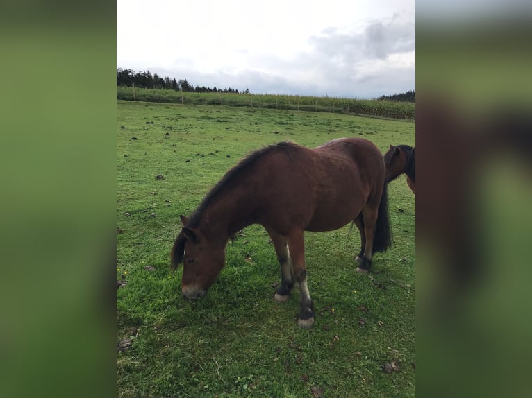 Poneys Shetland Hongre 14 Ans 110 cm Bai in Ochsenhausen