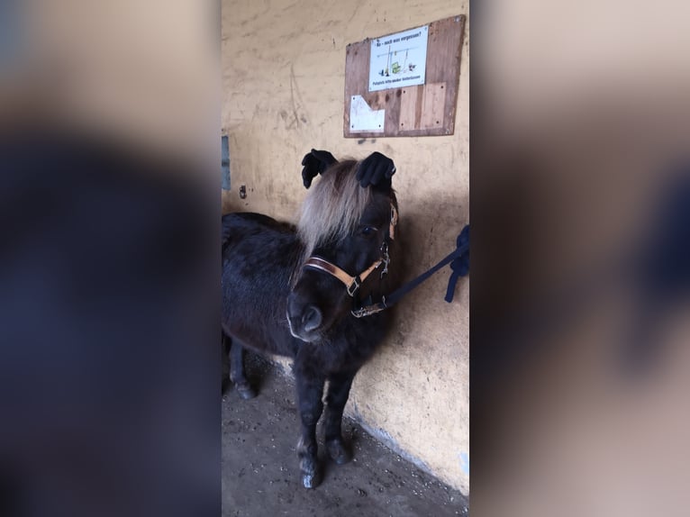 Poneys Shetland Croisé Hongre 14 Ans 110 cm  in Großbeeren