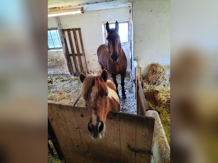 Poneys Shetland Hongre 14 Ans 115 cm Alezan in Weißenohe