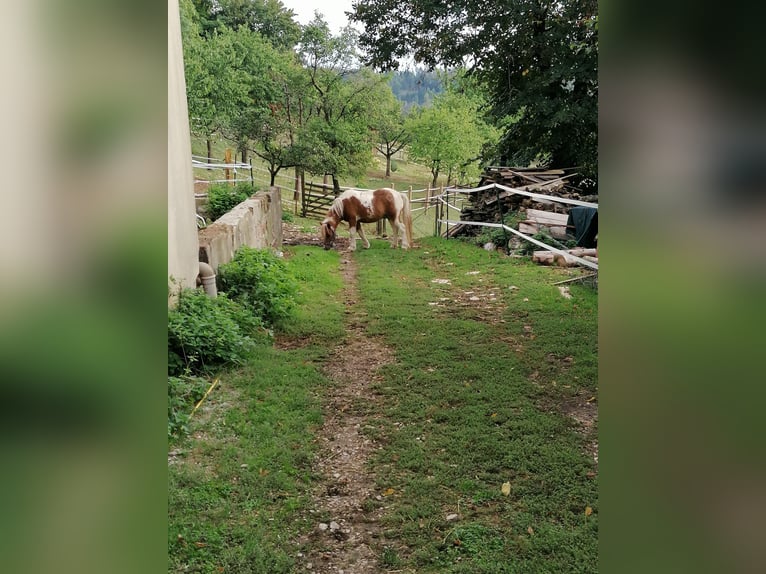 Poneys Shetland Hongre 14 Ans 115 cm Alezan in Weißenohe