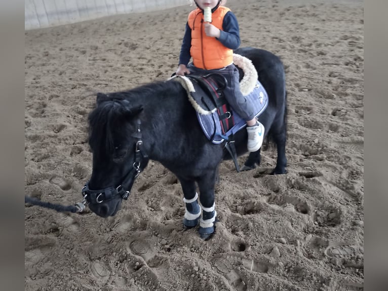 Poneys Shetland Hongre 14 Ans Noir in Kumhausen