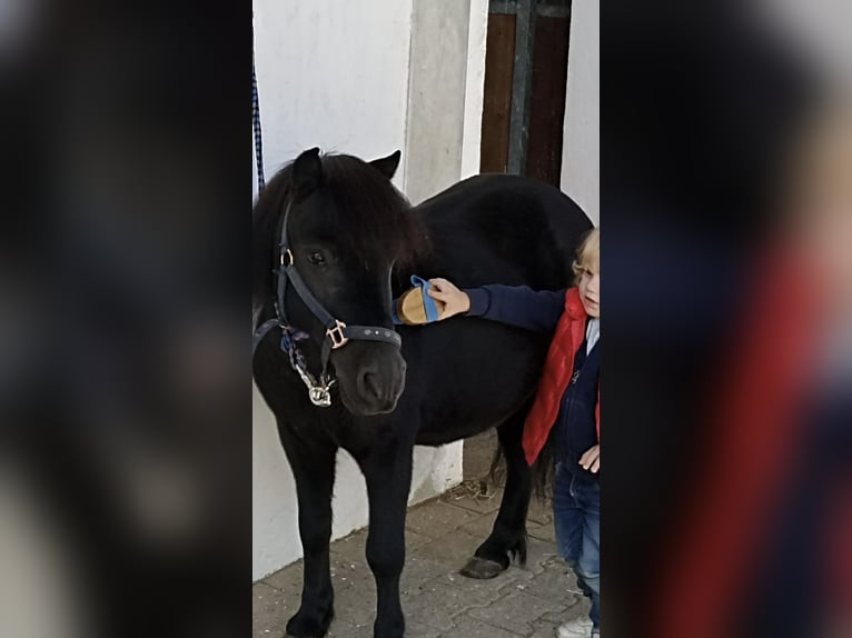 Poneys Shetland Hongre 14 Ans Noir in Kumhausen