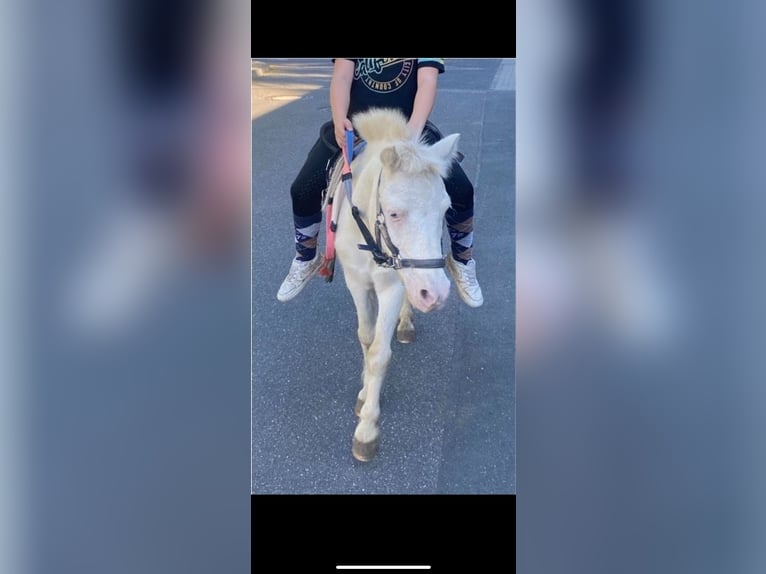 Poneys Shetland Hongre 15 Ans 102 cm Cremello in Koblenz