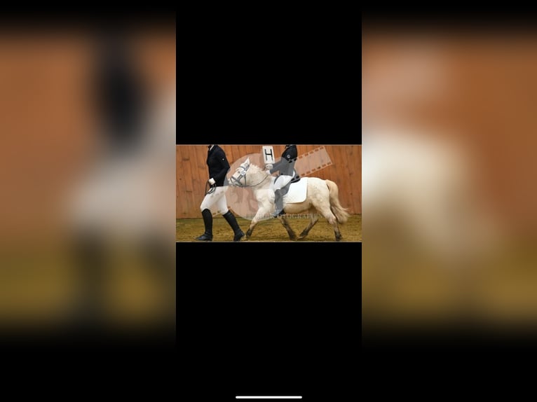 Poneys Shetland Hongre 15 Ans 102 cm Cremello in Koblenz