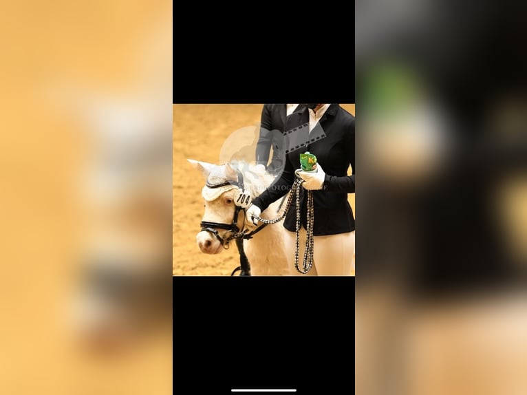 Poneys Shetland Hongre 15 Ans 102 cm Cremello in Koblenz