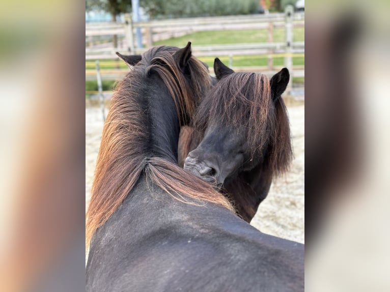 Poneys Shetland Hongre 15 Ans 102 cm Noir in Kamperland