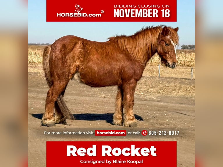 Poneys Shetland Hongre 15 Ans 104 cm Alezan cuivré in Canistota, SD