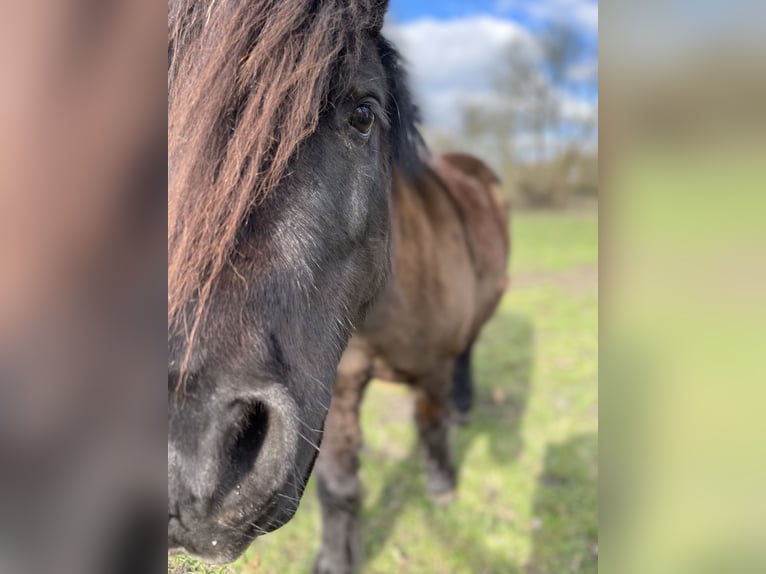 Poneys Shetland Hongre 15 Ans 109 cm Noir in Neuhaus