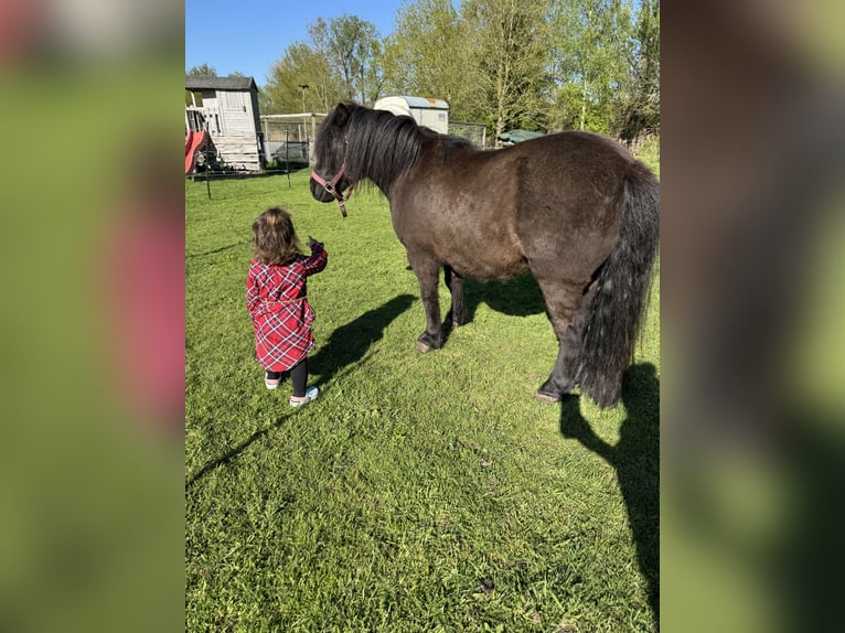 Poneys Shetland Hongre 15 Ans 109 cm Noir in Neuhaus