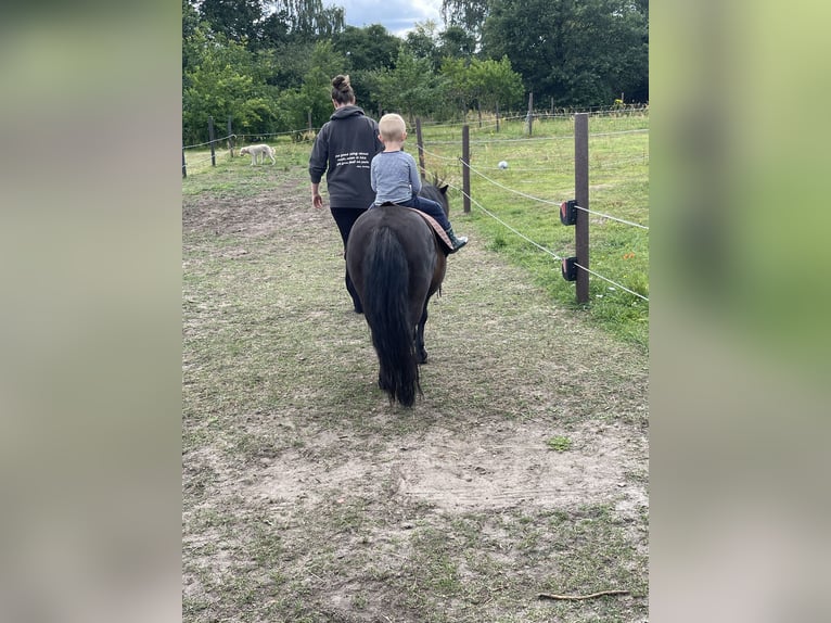 Poneys Shetland Hongre 15 Ans 109 cm Noir in Neuhaus