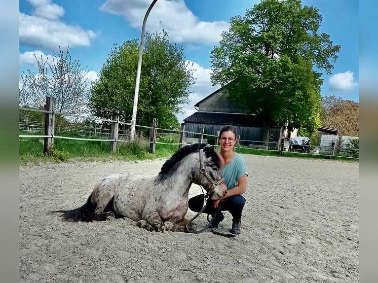 Poneys Shetland Hongre 15 Ans 110 cm Léopard in Bottrop