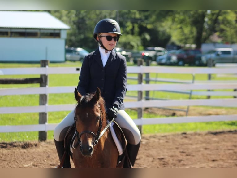 Poneys Shetland Hongre 15 Ans 114 cm Bai cerise in OvidOvid, NY