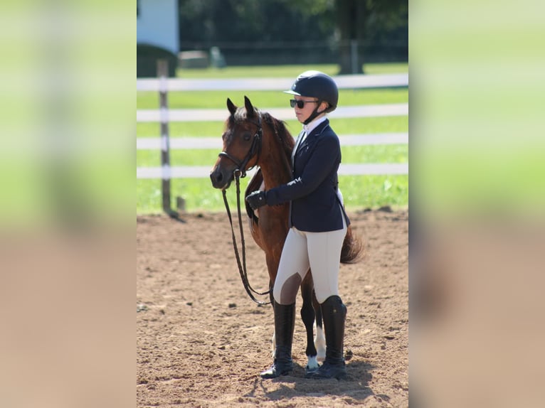 Poneys Shetland Hongre 15 Ans 114 cm Bai cerise in OvidOvid, NY