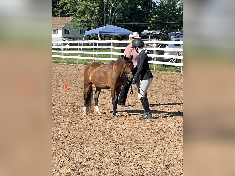 Poneys Shetland Hongre 15 Ans 114 cm Bai cerise in OvidOvid, NY