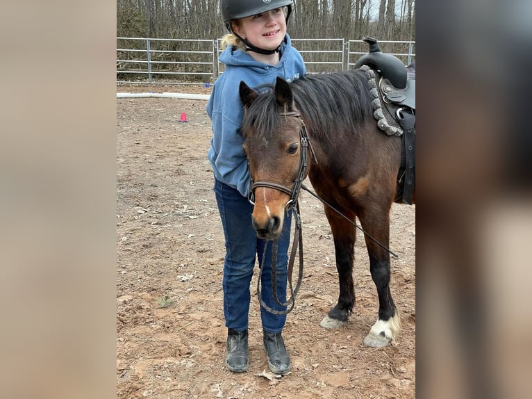 Poneys Shetland Hongre 15 Ans 114 cm Bai cerise in OvidOvid, NY