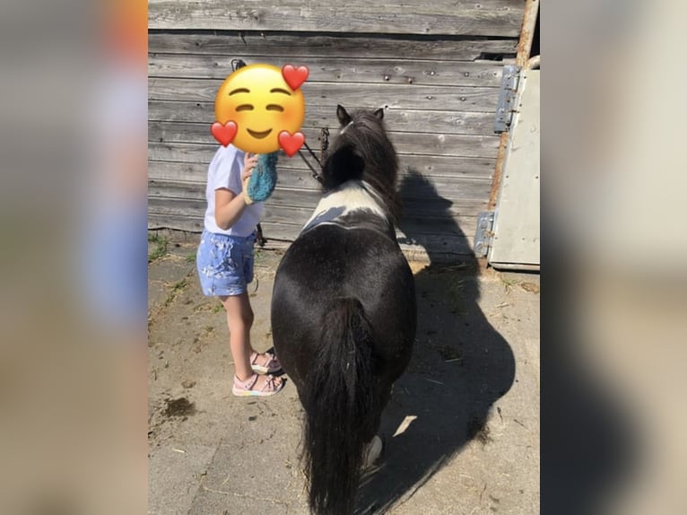 Poneys Shetland Hongre 15 Ans 82 cm Pinto in Rethem