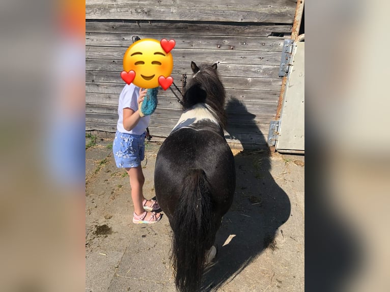 Poneys Shetland Hongre 15 Ans 82 cm Pinto in Rethem