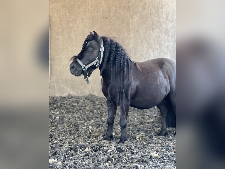 Poneys Shetland Hongre 15 Ans 85 cm Noir in Ahrensfelde