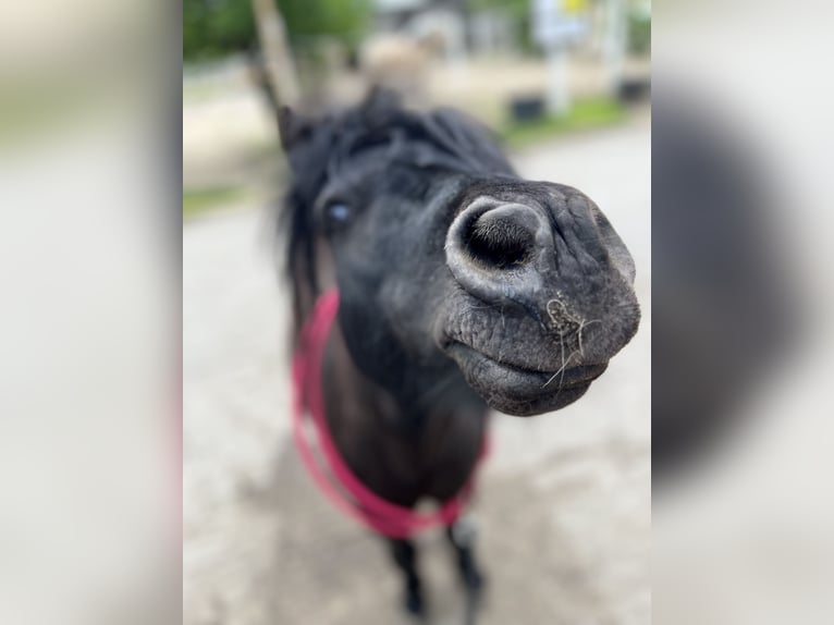 Poneys Shetland Hongre 15 Ans 85 cm Noir in Ahrensfelde