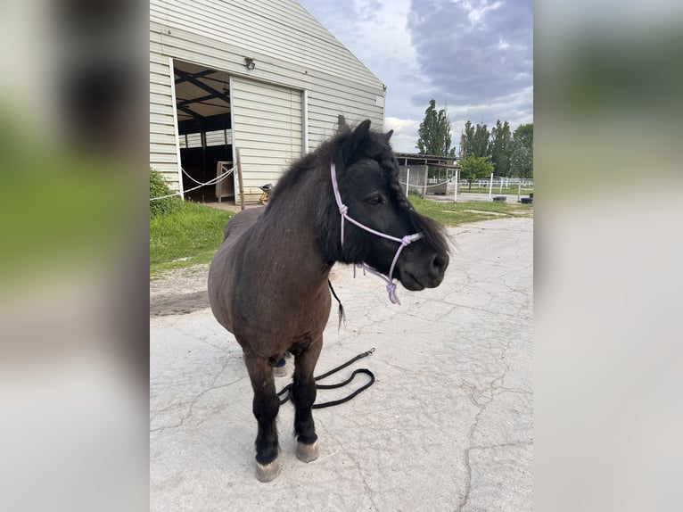 Poneys Shetland Hongre 15 Ans 85 cm Noir in Ahrensfelde