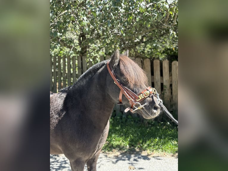 Poneys Shetland Hongre 16 Ans 110 cm Noir in Fischbach