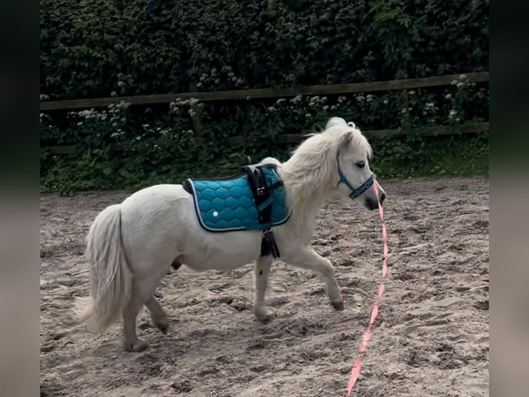 Poneys Shetland Hongre 16 Ans 95 cm Gris in Zetel