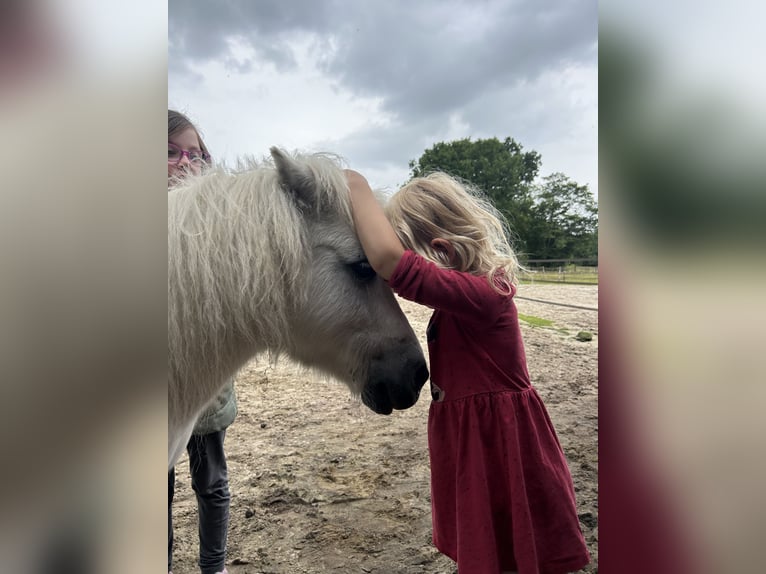 Poneys Shetland Hongre 16 Ans 95 cm Gris in Zetel