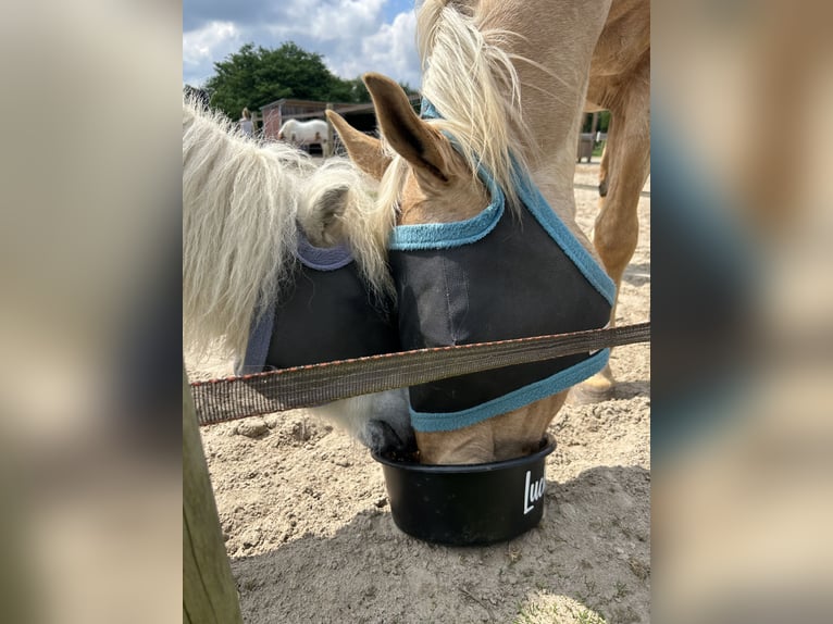 Poneys Shetland Hongre 16 Ans 95 cm Gris in Zetel