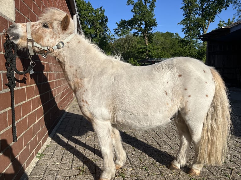 Poneys Shetland Hongre 16 Ans 95 cm Léopard in Emstek