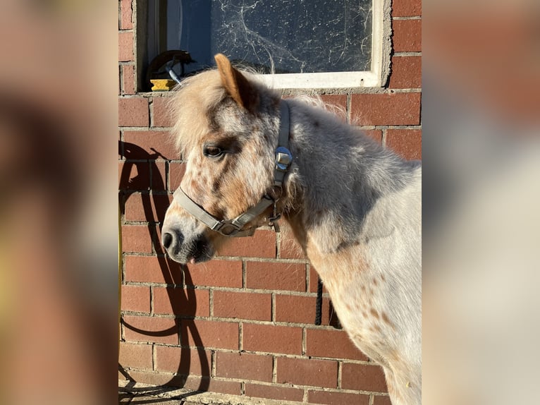 Poneys Shetland Hongre 16 Ans 95 cm Léopard in Emstek