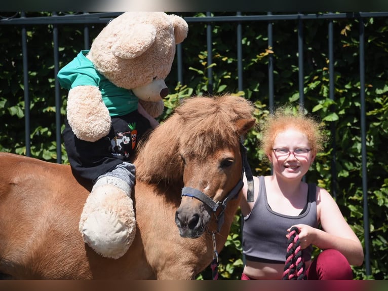 Poneys Shetland Hongre 16 Ans Alezan in Achtmaal