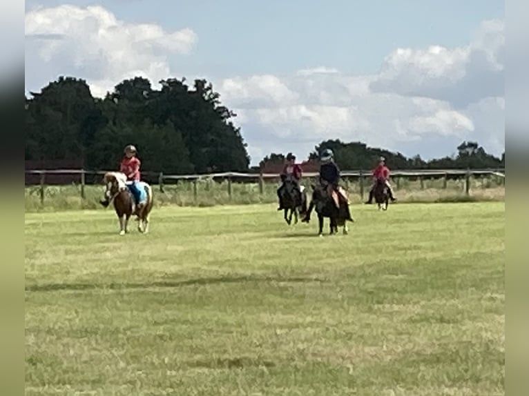 Poneys Shetland Hongre 17 Ans 100 cm Pinto in D&#xF6;tlingen