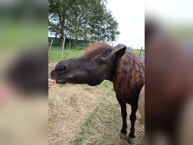 Poneys Shetland Hongre 17 Ans 106 cm Noir in N&#xFC;mbrecht