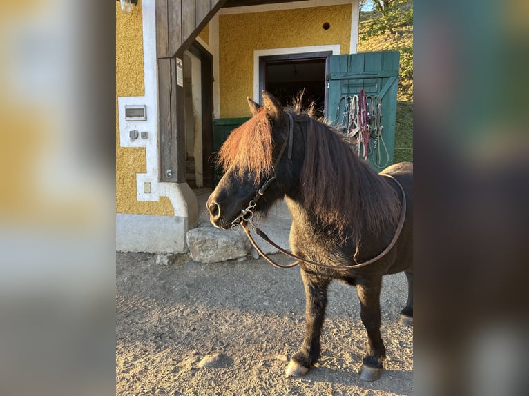 Poneys Shetland Hongre 17 Ans 111 cm Noir in Gratwein-Straßengel