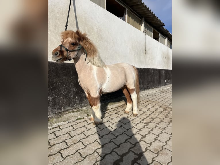 Poneys Shetland Hongre 17 Ans 90 cm Pinto in Kappelen