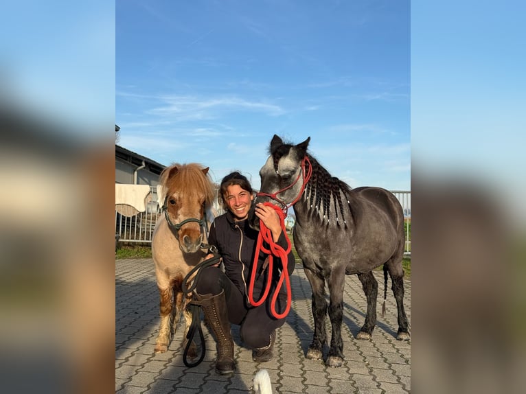 Poneys Shetland Hongre 17 Ans 90 cm Pinto in Kappelen