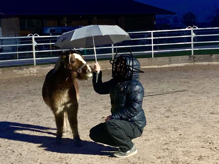 Poneys Shetland Croisé Hongre 17 Ans 99 cm Alezan in Dürnau