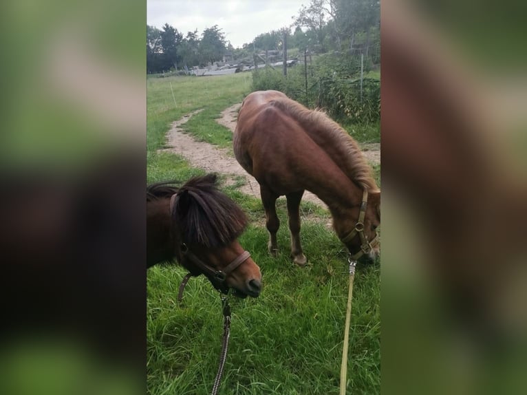 Poneys Shetland Hongre 19 Ans 100 cm Alezan in Droyßig